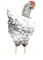 galinha-imagem-animada-0095