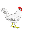galinha-imagem-animada-0103