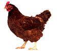 galinha-imagem-animada-0109