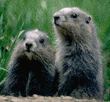 marmota-imagem-animada-0026