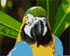papagaio-imagem-animada-0041