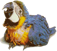 papagaio-imagem-animada-0106