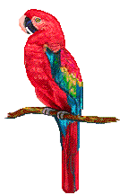 papagaio-imagem-animada-0121