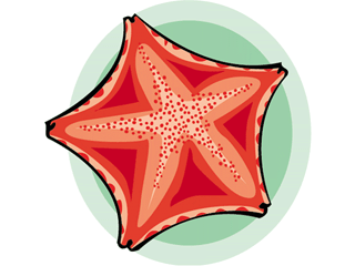 estrela-do-mar-imagem-animada-0017