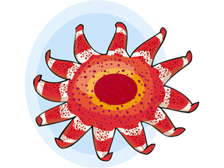 estrela-do-mar-imagem-animada-0022