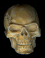 cranio-imagem-animada-0101
